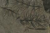 Fossil Pennsylvanian Horsetail (Asterophyllites) Plate - France #114666-1